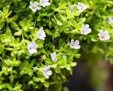 Bacopa Monnieri Extract — ingredient in Neuro Cinnamon