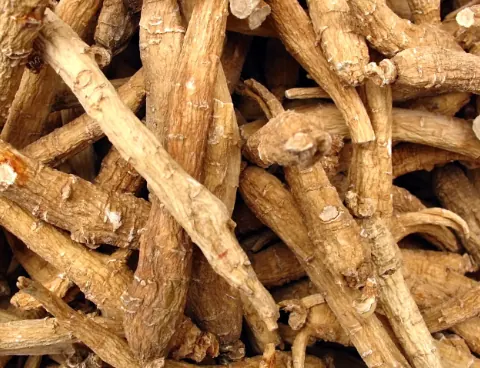 Panax Ginseng Extract — ingredient in Neuro Cinnamon